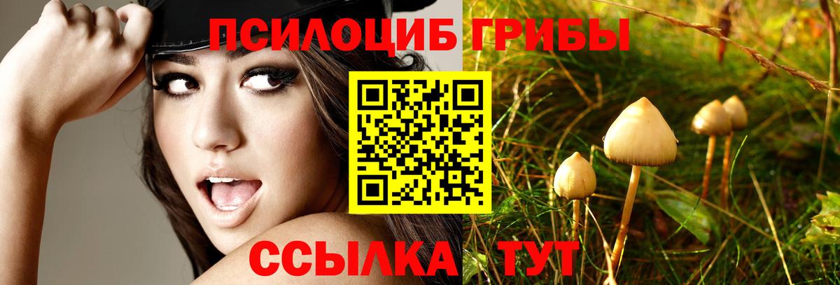 Псилоцибиновые грибы Psilocybine cubensis Коркино